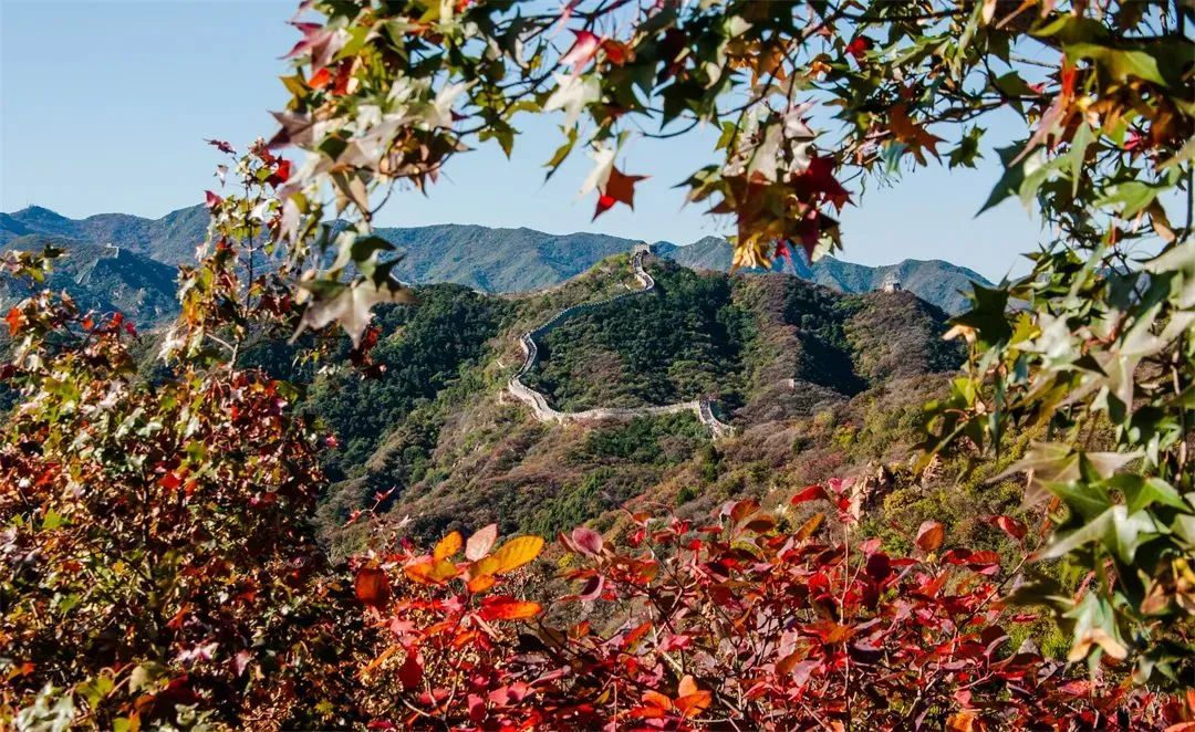 长城红叶进入观赏期，来此感受“万山红遍”4619 作者:少爷身上有妖气 帖子ID:356678 