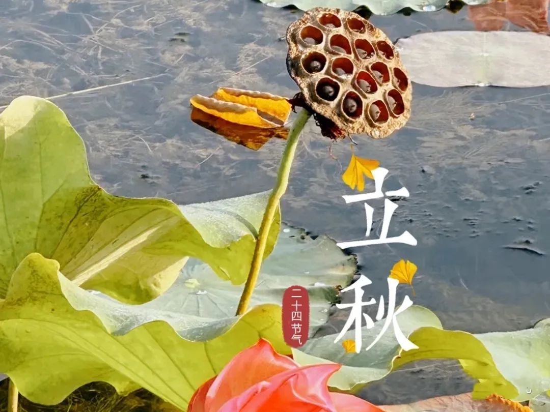 “立秋吃3宝，秋冬无病扰”，8月7日立秋，3宝指的啥？咋吃？7352 作者:北漂宝妈 帖子ID:334269 