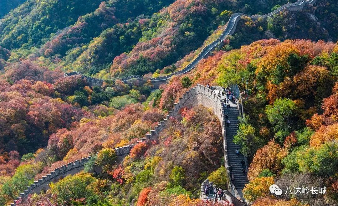 长城红叶进入观赏期，来此感受“万山红遍”4990 作者:少爷身上有妖气 帖子ID:356678 