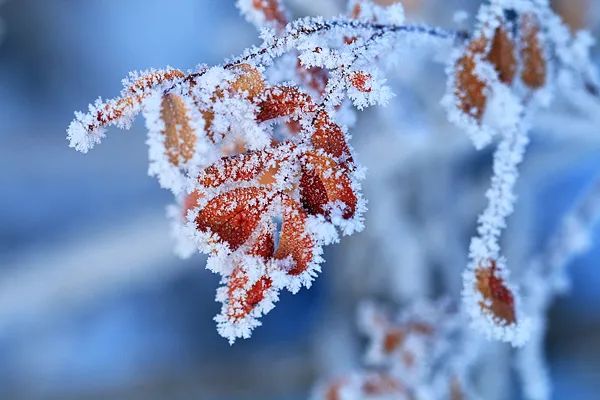 降温15℃+寒潮+冰冻！强冷空气来袭，接下来……6377 作者:平衡车 帖子ID:362528 