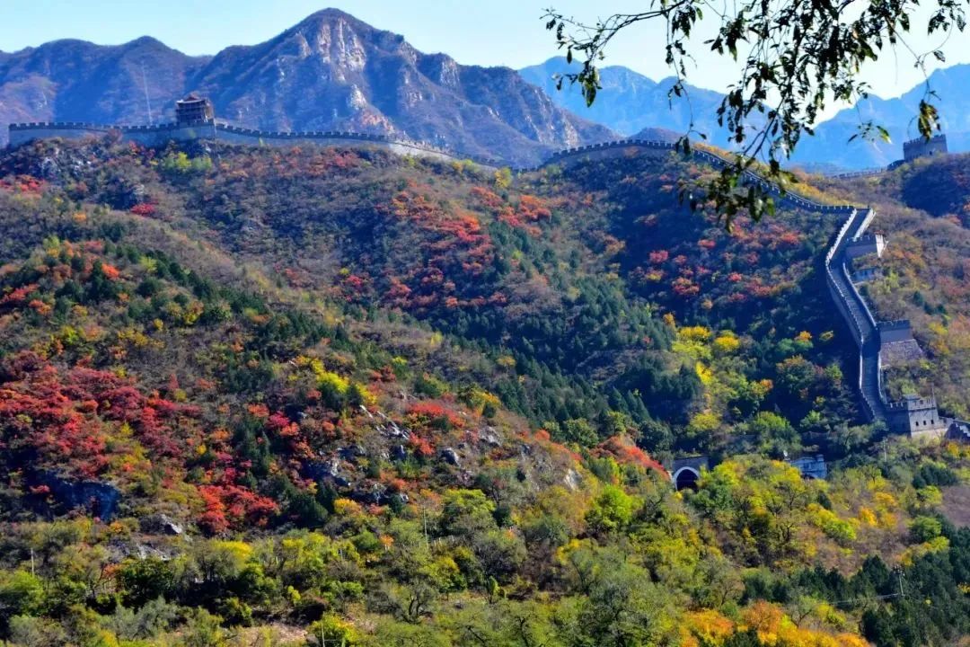 长城红叶进入观赏期，来此感受“万山红遍”4325 作者:少爷身上有妖气 帖子ID:356678 