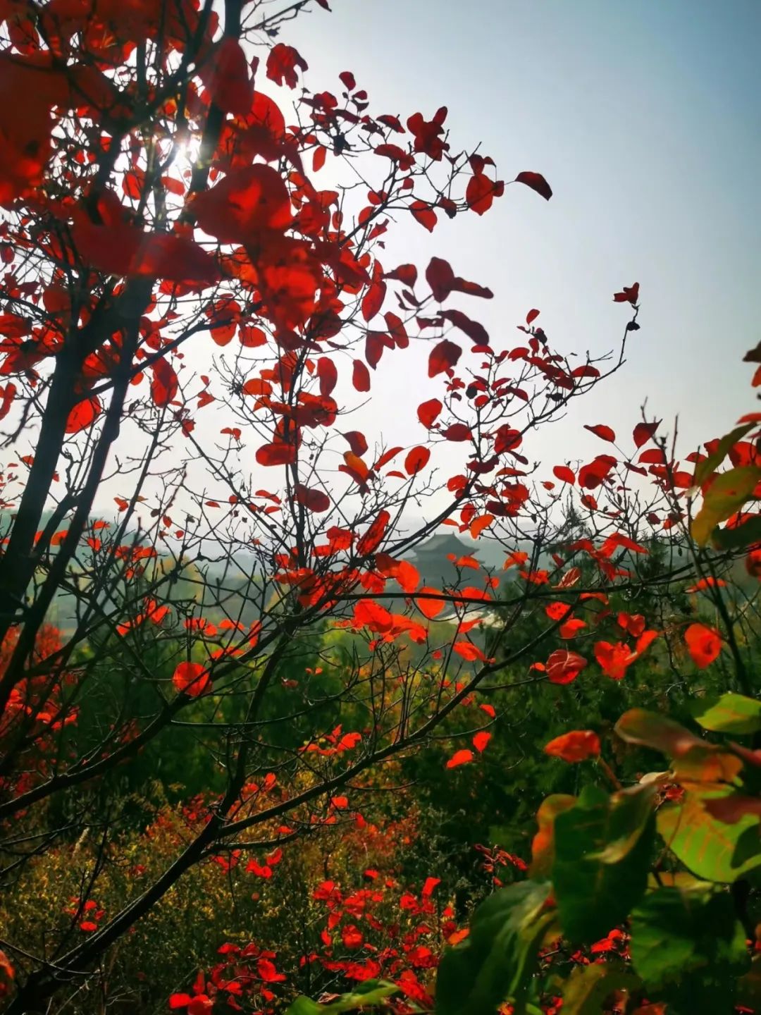 长城红叶进入观赏期，来此感受“万山红遍”4245 作者:少爷身上有妖气 帖子ID:356678 