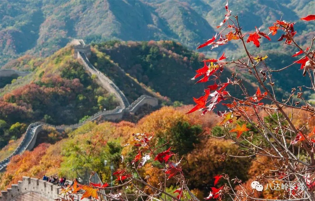 长城红叶进入观赏期，来此感受“万山红遍”5109 作者:少爷身上有妖气 帖子ID:356678 