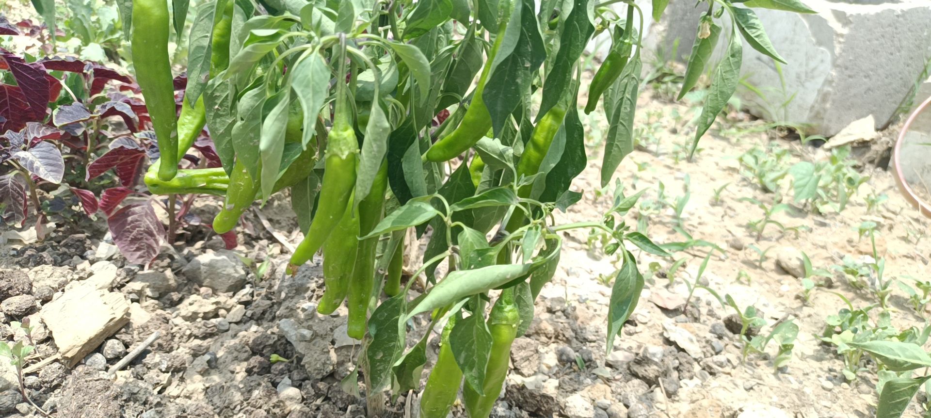 今天摘了点自己种的菜，不太丰收结的不多，真心累！感觉还不够当时买种子的钱 ！2175 作者:涂太武 帖子ID:103636 今天,自己,丰收,真心,感觉