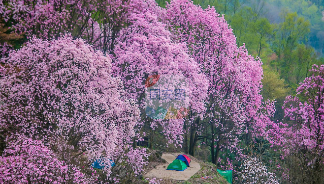 有没有人知道这个是什么花，春天想出去看花花7446 作者:呐呐 帖子ID:181479 有没有,没有人,没有人知道,知道,这个