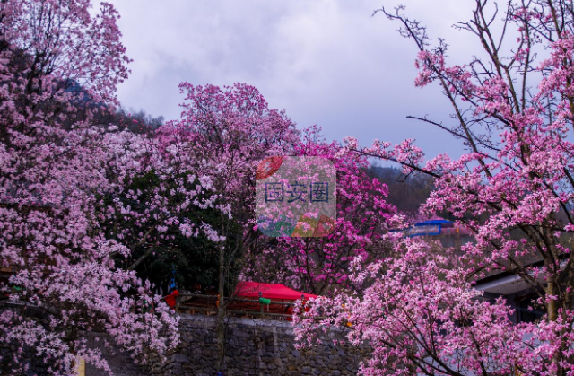 有没有人知道这个是什么花，春天想出去看花花7783 作者:呐呐 帖子ID:181479 有没有,没有人,没有人知道,知道,这个