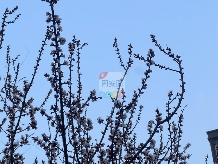 开花了、发芽了！固安哪里最适合去踏青旅行啊？825 作者:冬夏 帖子ID:186650 开花,发芽,固安,哪里,适合