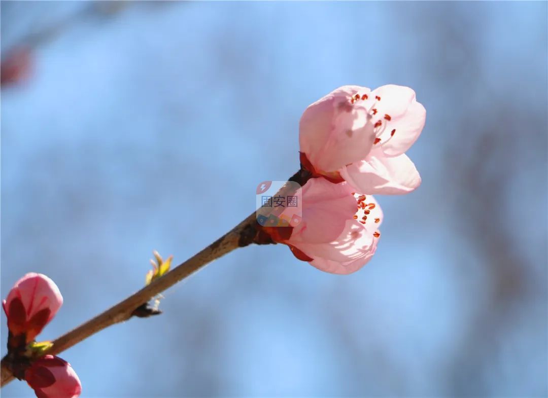 @固安人！花开成海！再过几天，海淀这座山将美成童话！（内含攻略）504 作者:一寸月光 帖子ID:191270 固安人,花开成海,成海,几天,海淀