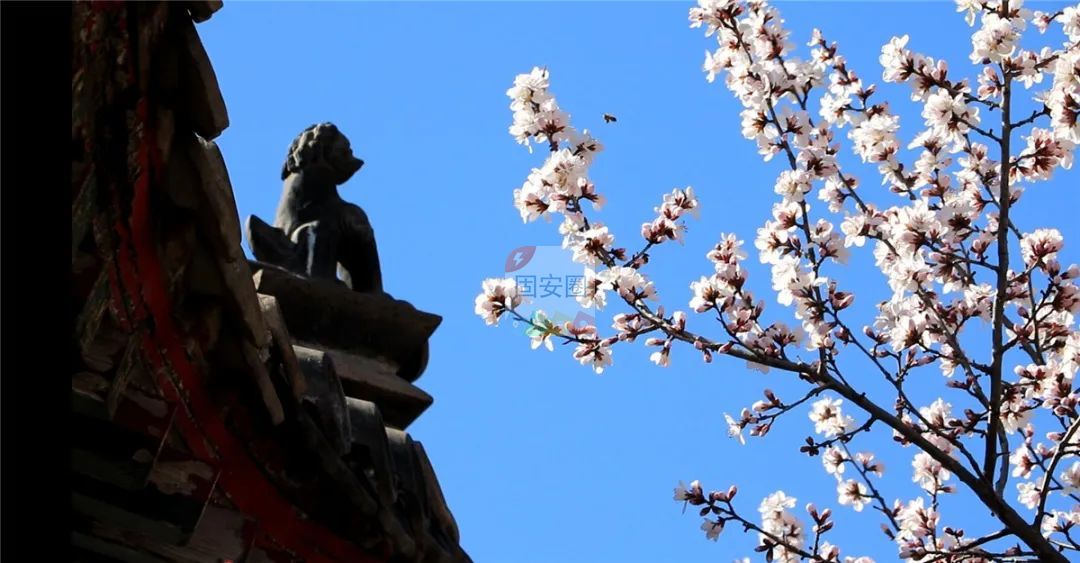 @固安人！花开成海！再过几天，海淀这座山将美成童话！（内含攻略）8392 作者:一寸月光 帖子ID:191270 固安人,花开成海,成海,几天,海淀