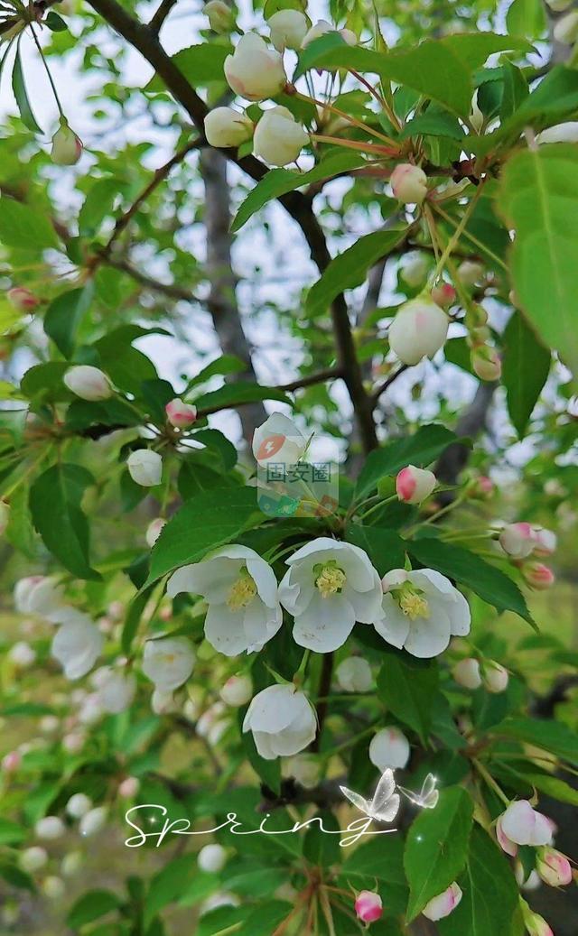 【春游记】春日派送，花开在固安的每一个角落8935 作者:井晓柒 帖子ID:191972 