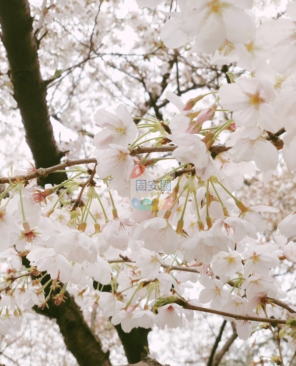 【春游记】分不清哪棵是樱花哪棵是桃花，总之是春天的感觉3586 作者:云间有诗句 帖子ID:192542 