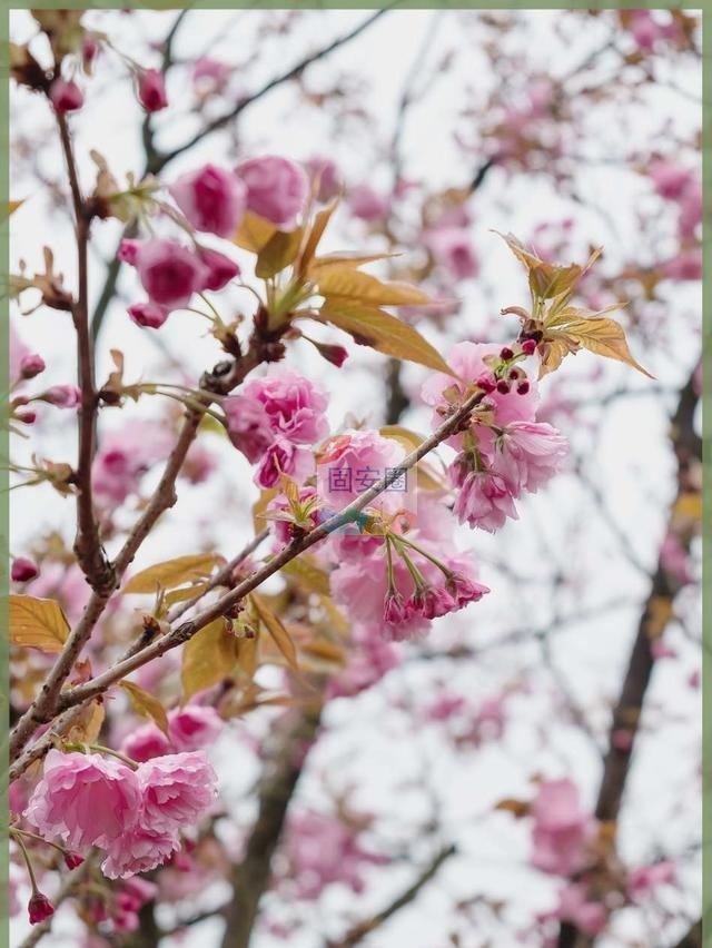 【春游记】又是一年樱花绽放9257 作者:属于我的鲸落 帖子ID:193252 游记,又是一年,一年,樱花绽放