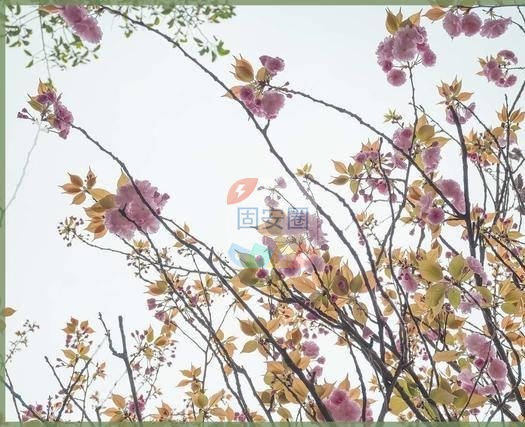 【春游记】又是一年樱花绽放580 作者:属于我的鲸落 帖子ID:193252 游记,又是一年,一年,樱花绽放