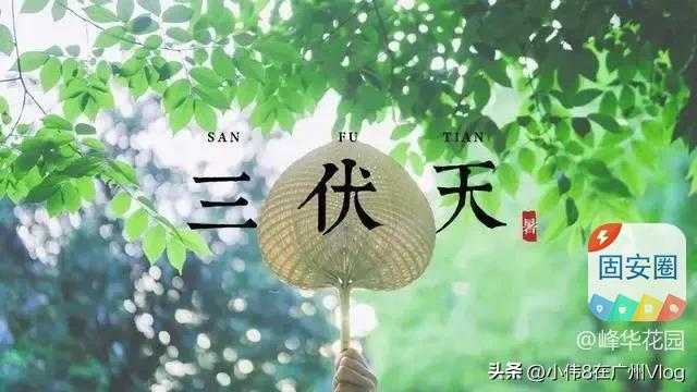 明起，固安正式进入！持续40天→8149 作者:峰华花园 帖子ID:326832 固安,正式,进入,三伏天,持续