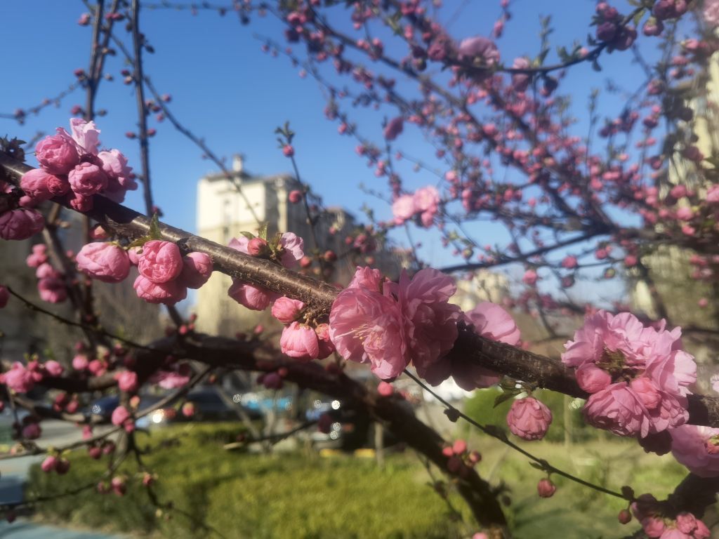 相思引·榆叶梅7400 作者:乡野居士 帖子ID:66260 相思引,榆叶梅