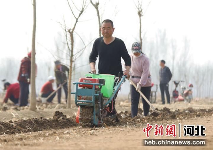 河北固安：春耕时节种蔗忙 “甜蜜事业”再发力2624 作者:剑客 帖子ID:69375 