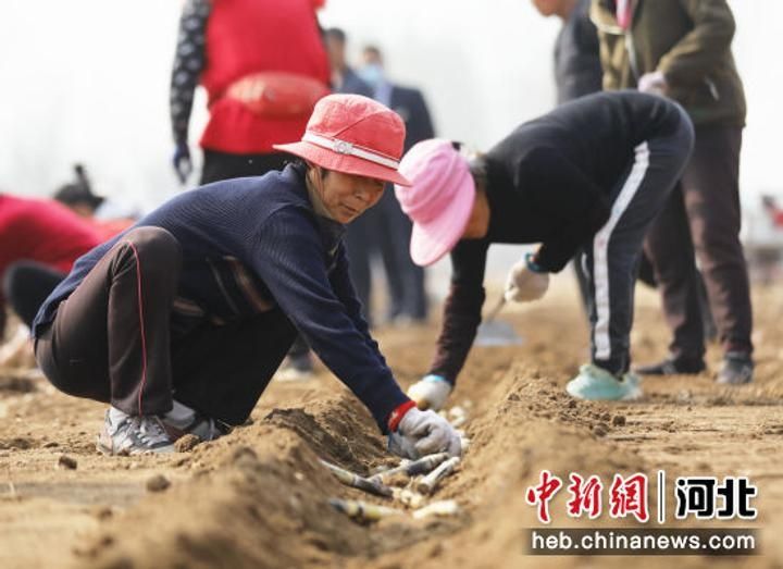 河北固安：春耕时节种蔗忙 “甜蜜事业”再发力1422 作者:剑客 帖子ID:69375 