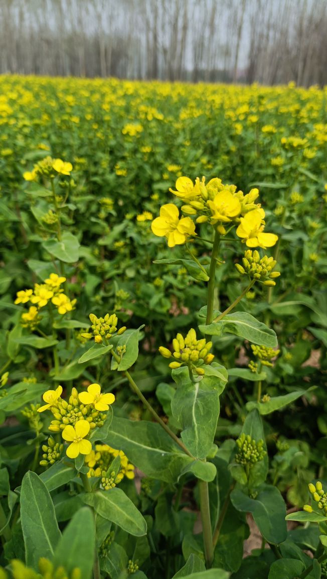 有人问去林城温泉小镇看油菜花做什么公交车或交通工具，我来解答哦2989 作者:惠小满 帖子ID:69663 有人,林城,温泉小镇,做什么,什么