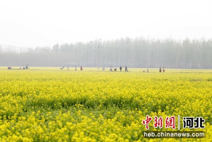 河北固安：“赏花经济”助力乡村振兴6236 作者:剑客 帖子ID:69717 河北,固安,赏花,经济,助力