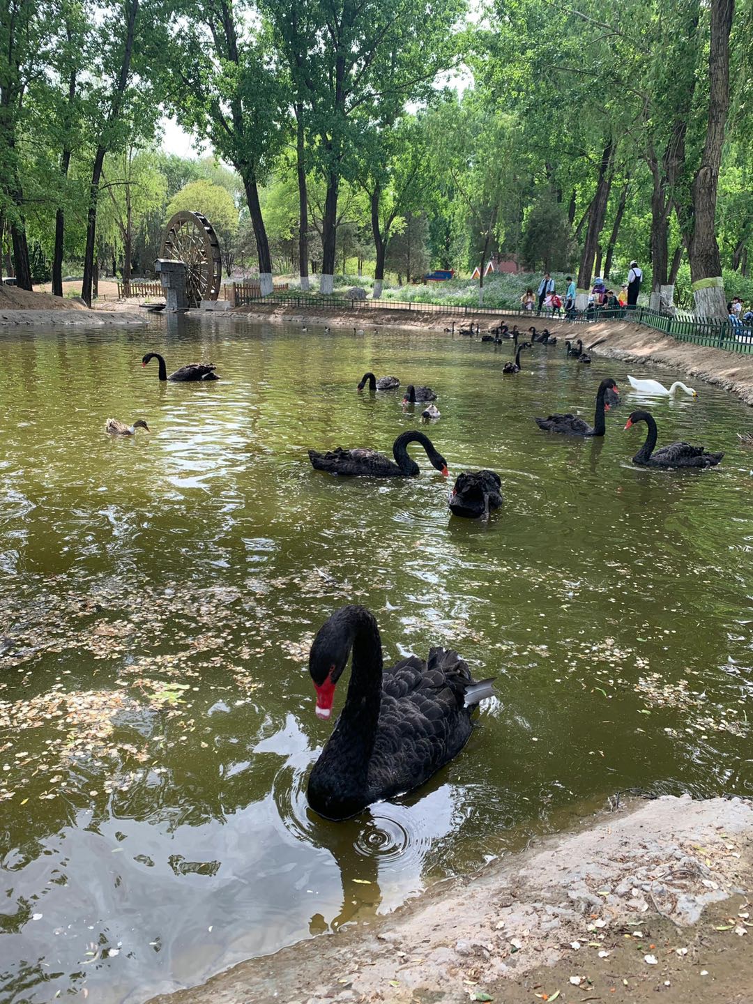 最近天气好好，最爱去北京大兴动物园了575 作者:固安小仙女儿 帖子ID:73096 