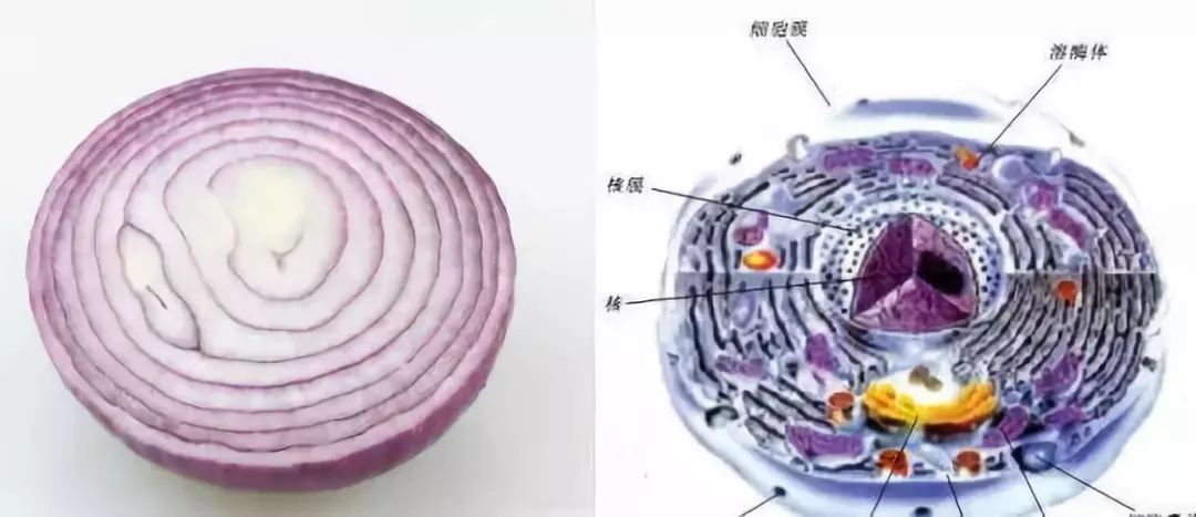 瓜果蔬菜对身体的影响7466 作者:爱家丫爸【于】 帖子ID:73410 