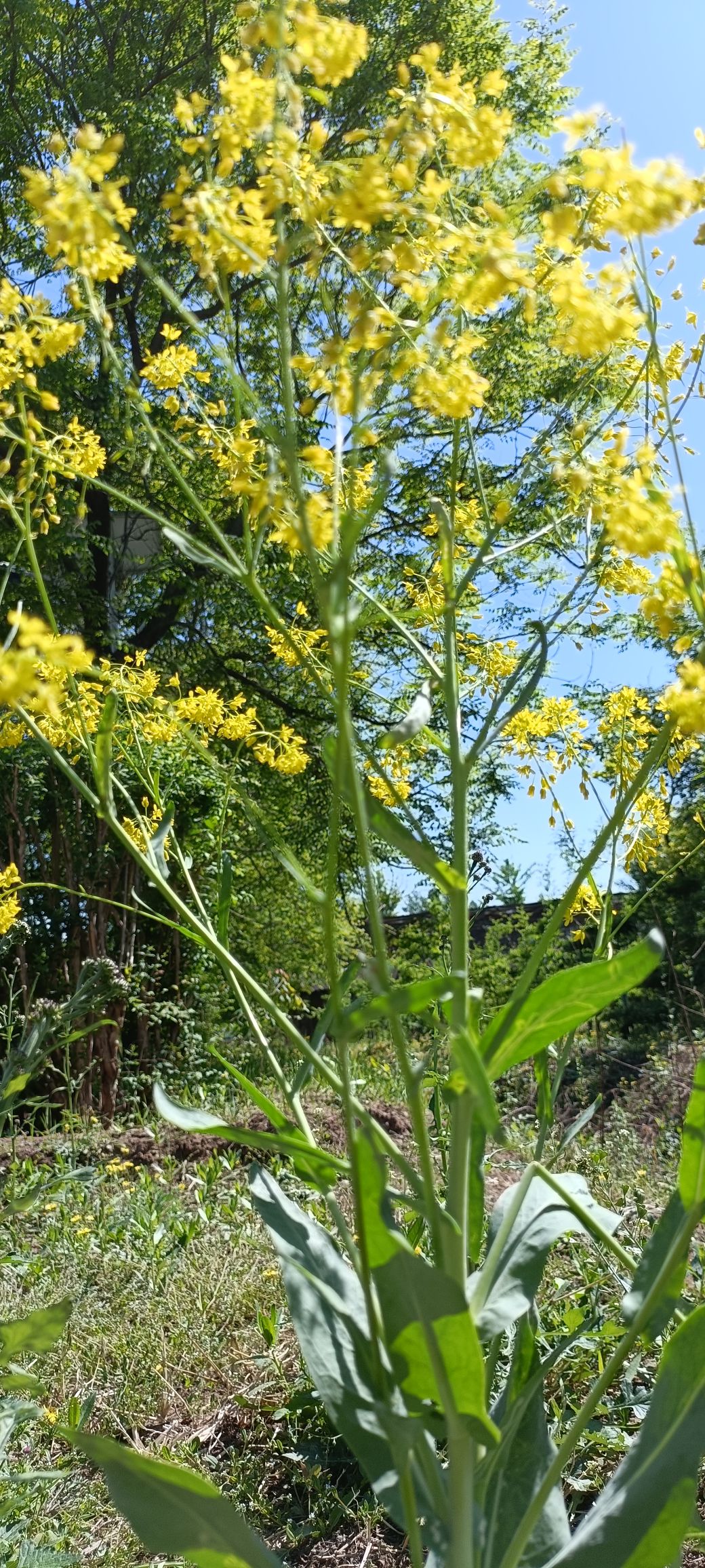 又是限量版的一天4142 作者:1803169829 帖子ID:75196 