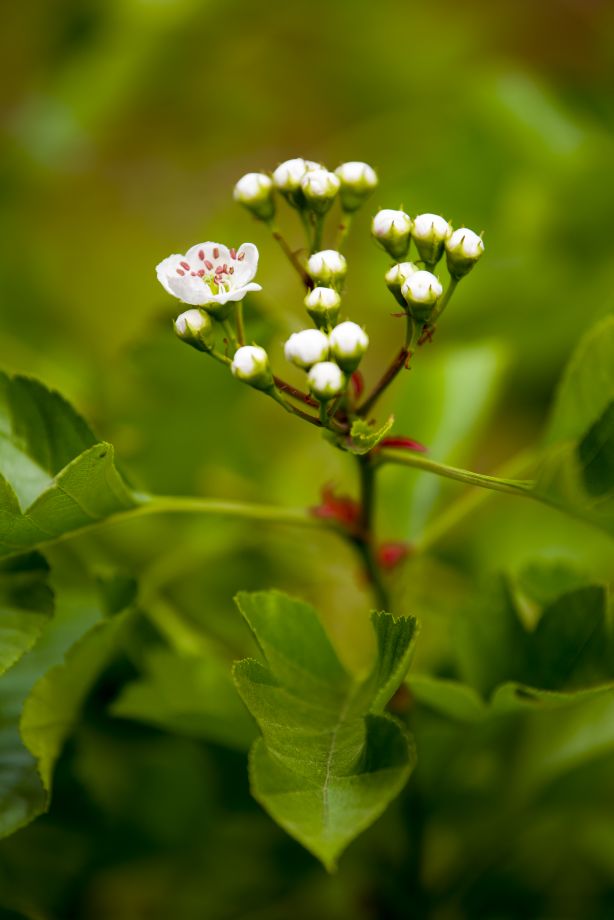 《山楂树の花》一，春华秋实，秀色可餐。3511 作者:玄歌 帖子ID:76202 山楂树,春华秋实,华秋实,秀色可餐