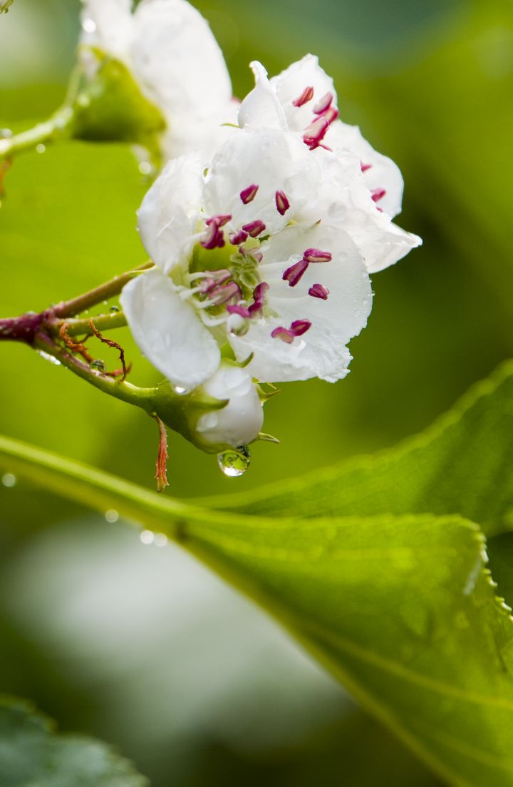 《山楂树の花》一，春华秋实，秀色可餐。9538 作者:玄歌 帖子ID:76202 山楂树,春华秋实,华秋实,秀色可餐