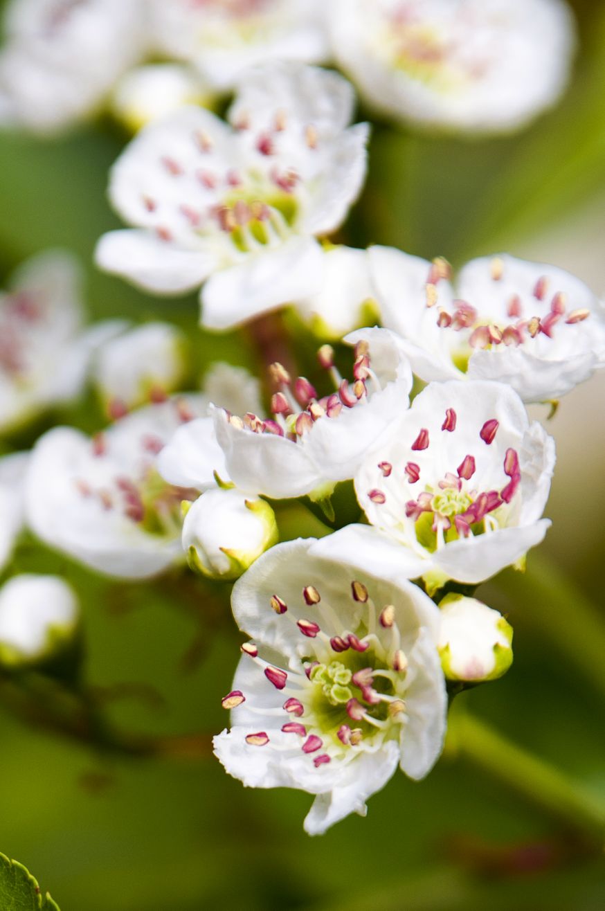 《山楂树の花》一，春华秋实，秀色可餐。5220 作者:玄歌 帖子ID:76202 山楂树,春华秋实,华秋实,秀色可餐