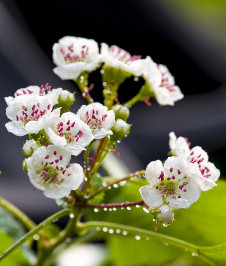 《山楂树の花》一，春华秋实，秀色可餐。3470 作者:玄歌 帖子ID:76202 山楂树,春华秋实,华秋实,秀色可餐