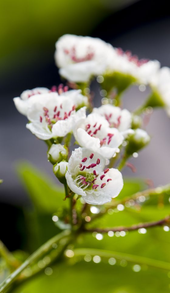 《山楂树の花》一，春华秋实，秀色可餐。6987 作者:玄歌 帖子ID:76202 山楂树,春华秋实,华秋实,秀色可餐