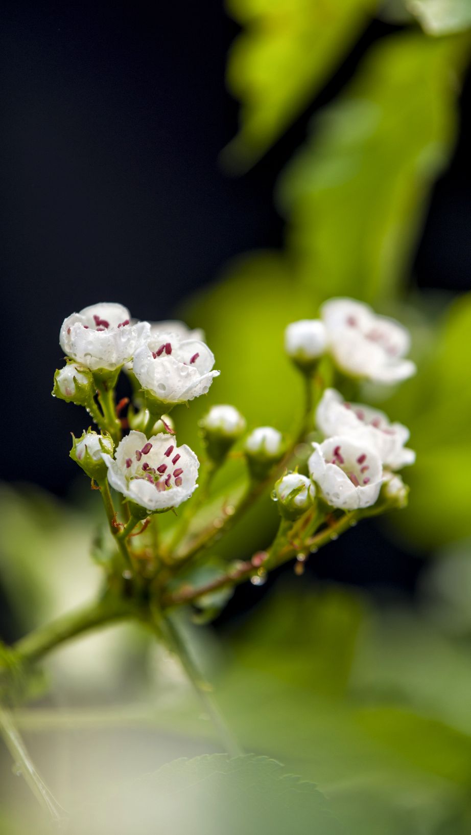 《山楂树の花》一，春华秋实，秀色可餐。3765 作者:玄歌 帖子ID:76202 山楂树,春华秋实,华秋实,秀色可餐