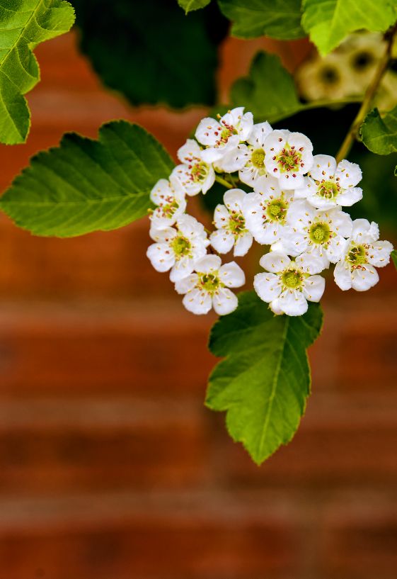 《山楂树の花》一，春华秋实，秀色可餐。8438 作者:玄歌 帖子ID:76202 山楂树,春华秋实,华秋实,秀色可餐