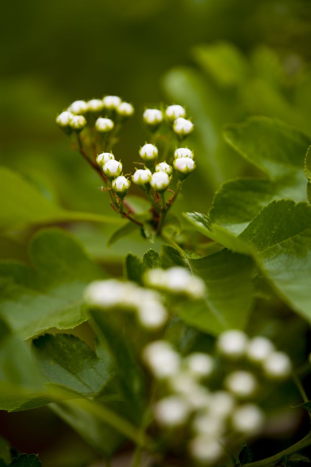 《山楂树の花》二，春发其华，秋收其实，有始有极，爰登其质……7094 作者:玄歌 帖子ID:76302 