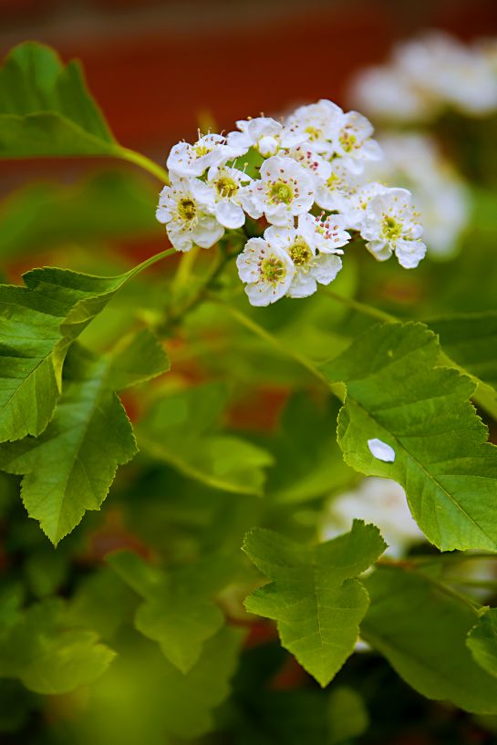 《山楂树の花》二，春发其华，秋收其实，有始有极，爰登其质……9582 作者:玄歌 帖子ID:76302 