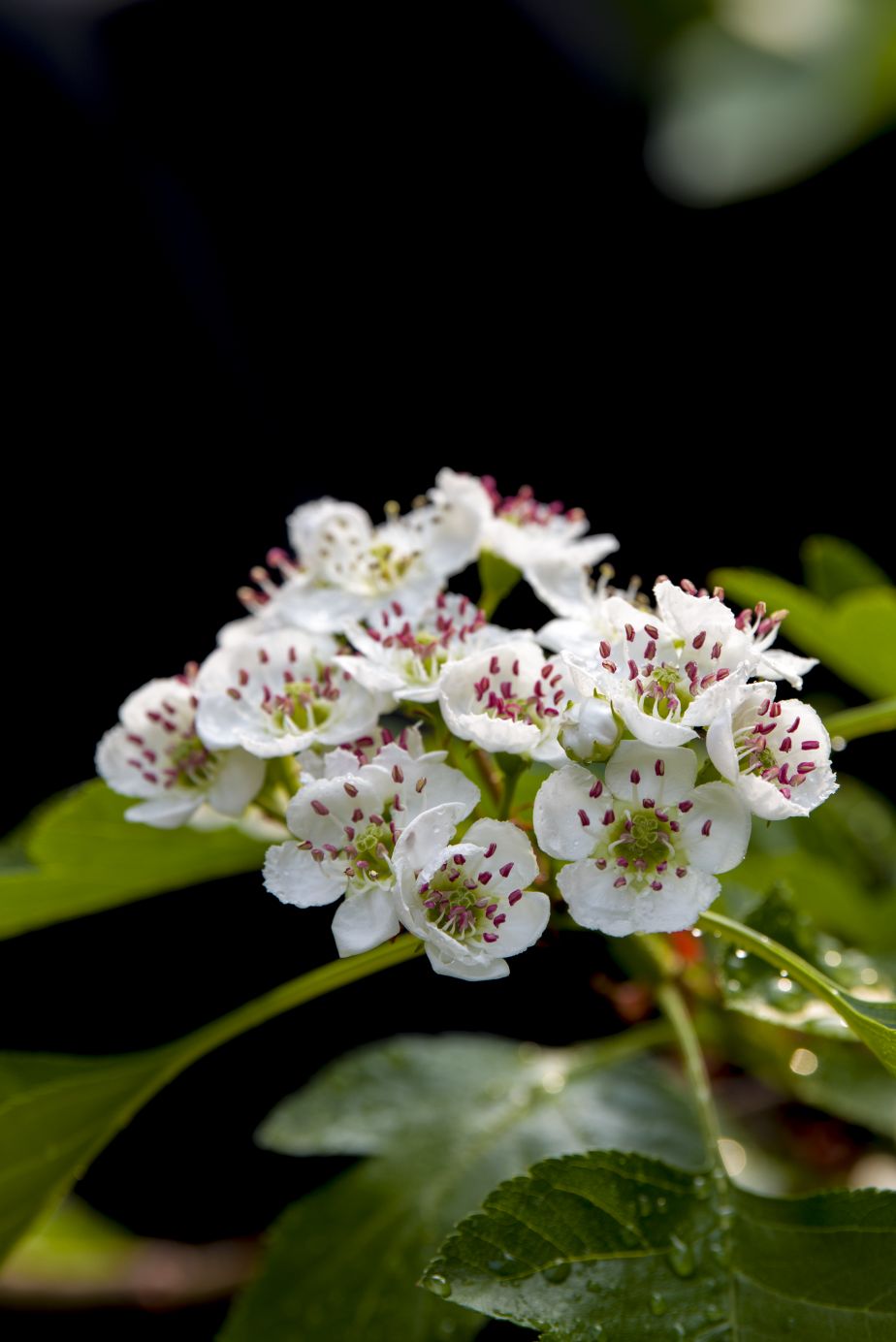 《山楂树の花》二，春发其华，秋收其实，有始有极，爰登其质……3448 作者:玄歌 帖子ID:76302 