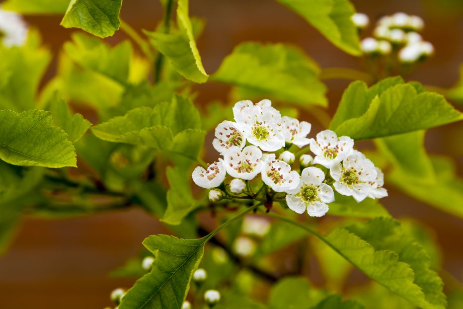 《山楂树の花》二，春发其华，秋收其实，有始有极，爰登其质……6424 作者:玄歌 帖子ID:76302 