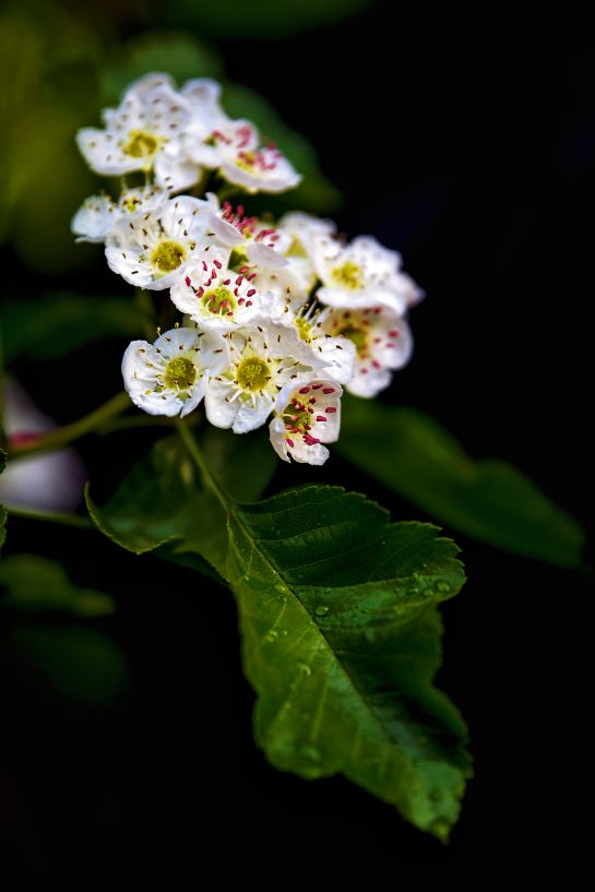 《山楂树の花》二，春发其华，秋收其实，有始有极，爰登其质……6760 作者:玄歌 帖子ID:76302 