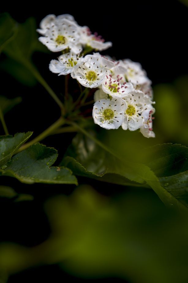 《山楂树の花》二，春发其华，秋收其实，有始有极，爰登其质……6120 作者:玄歌 帖子ID:76302 