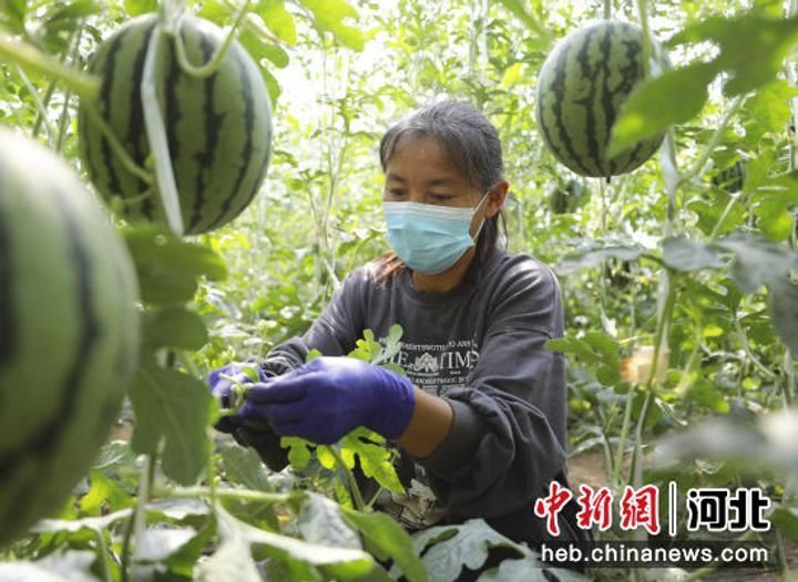 河北固安：“袖珍西瓜”种出“甜蜜”生活9918 作者:剑客 帖子ID:77366 