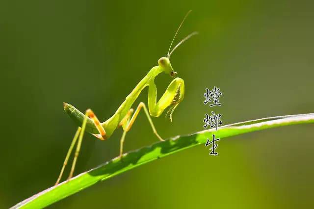 24节气：芒种，仲夏至此始，未来皆可期！8271 作者:峰华花园 帖子ID:88031 