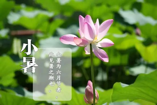 24节气：小暑已来，三伏将至。718 作者:峰华花园 帖子ID:98263 