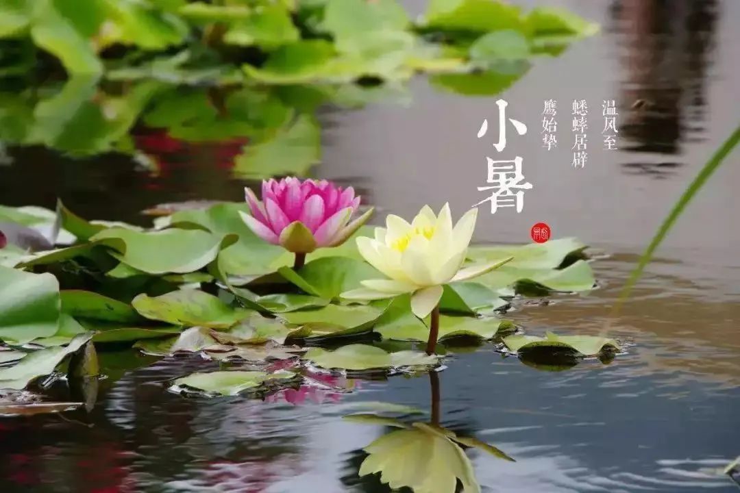 24节气：小暑已来，三伏将至。8212 作者:峰华花园 帖子ID:98263 