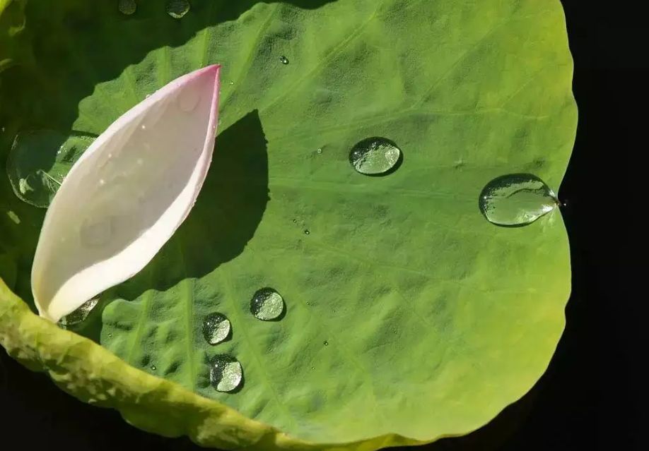 【网络中国节七夕】今日七夕  我们的节日 我们的“浪漫”9794 作者:峰华花园 帖子ID:106708 网络,中国,七夕,今日,我们