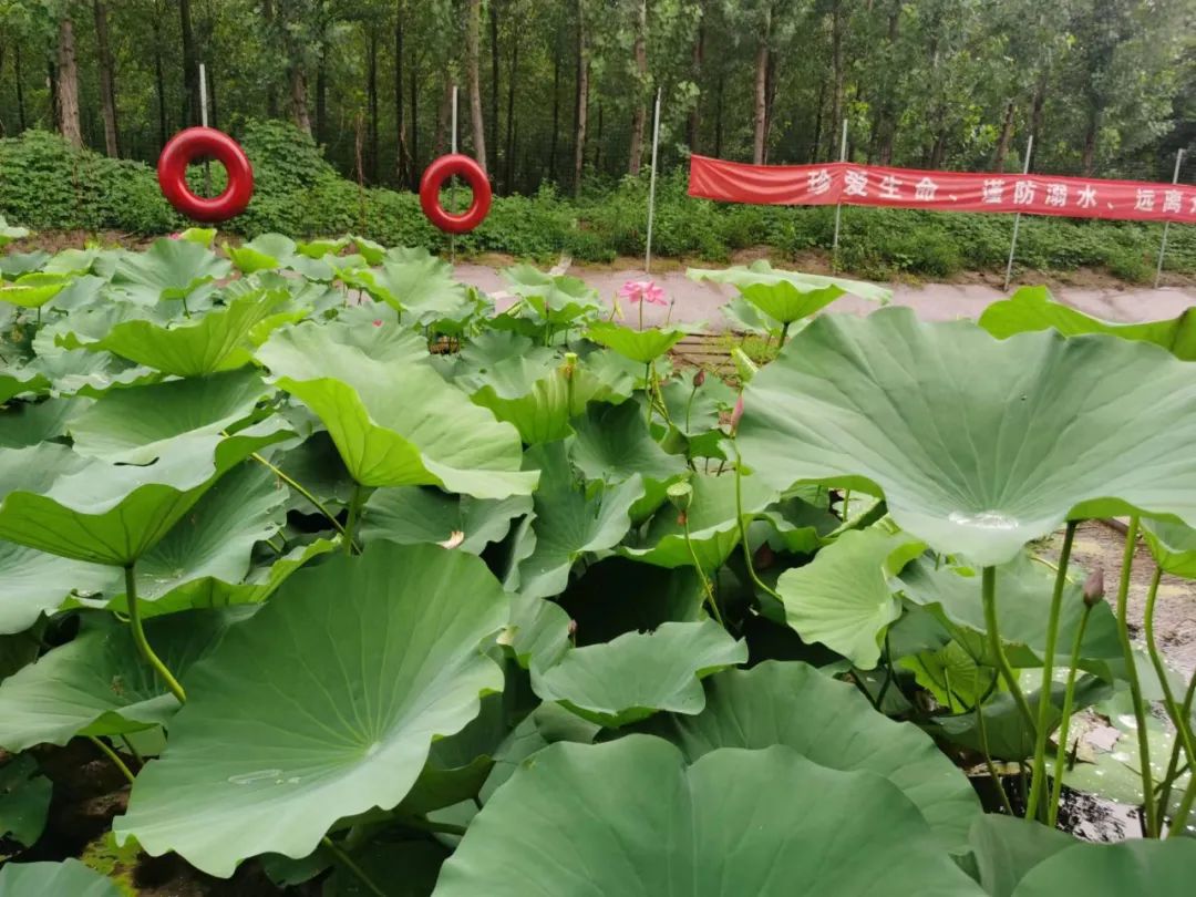 秀美坑塘 扮靓乡村——牛驼镇夏日坑塘成靓丽风景6170 作者:峰华花园 帖子ID:108952 