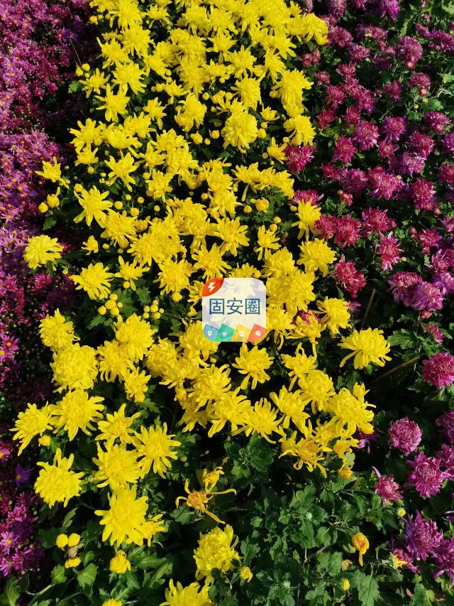 河北固安枫林庄园菊花香到，花群簇簇展娇风。6587 作者:峰华花园 帖子ID:122087 河北,庄园,菊花香