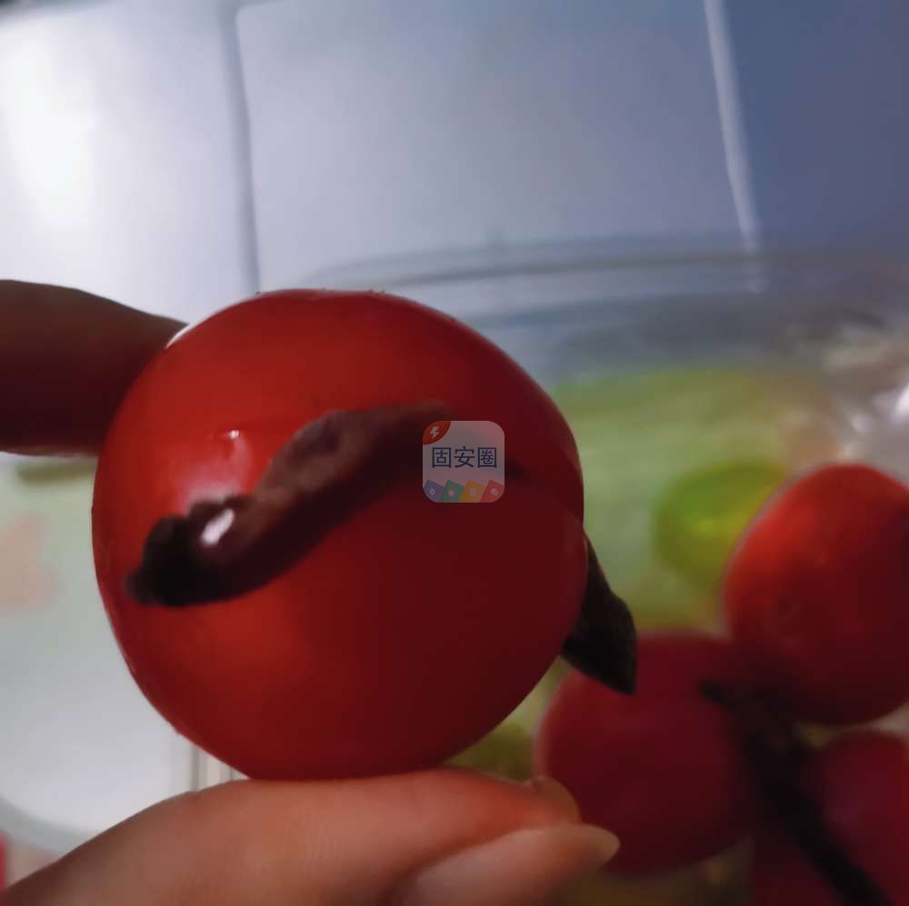 酸酸甜甜的乌梅番茄，吃上一个太解腻了！3777 作者:啾啾九九 帖子ID:135981 