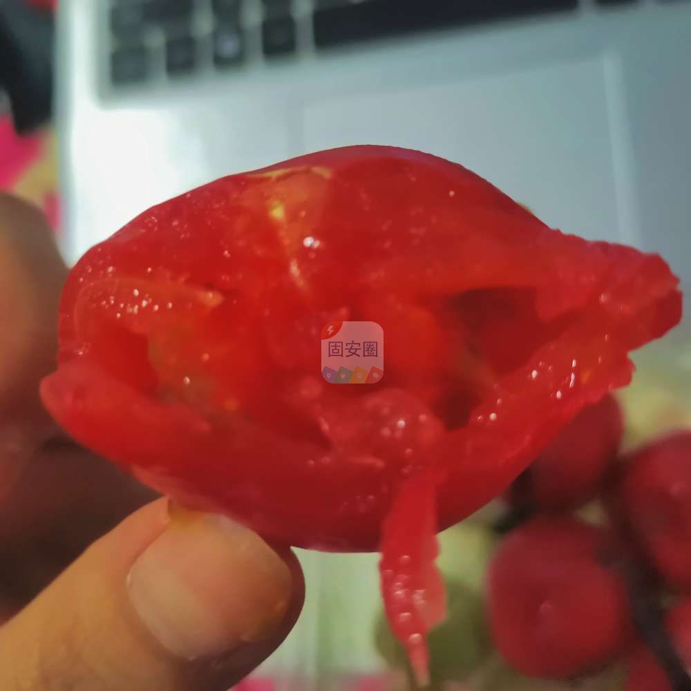 酸酸甜甜的乌梅番茄，吃上一个太解腻了！8357 作者:啾啾九九 帖子ID:135981 