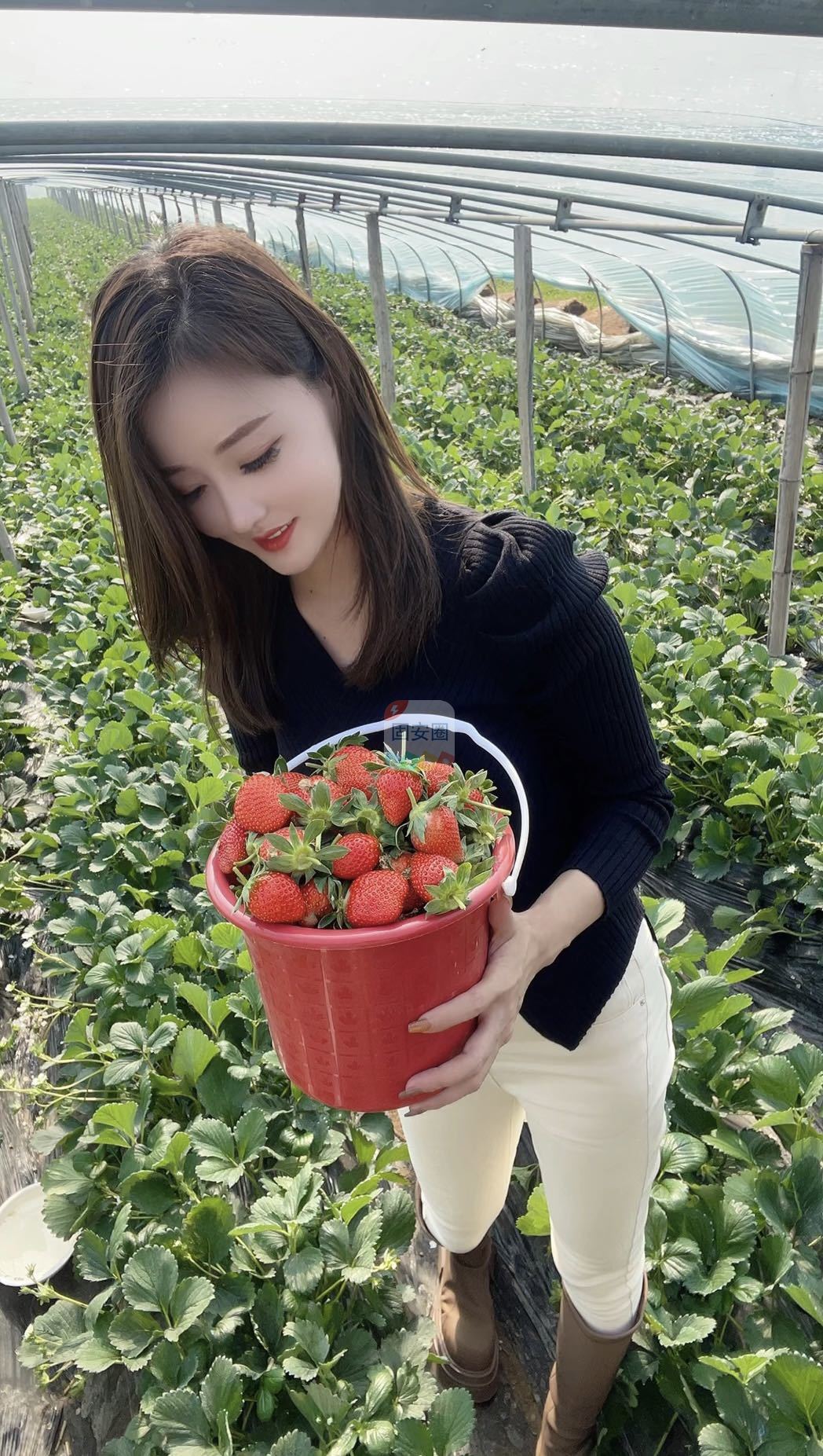 一起摘草莓6880 作者:shangguan 帖子ID:142944 一起,草莓