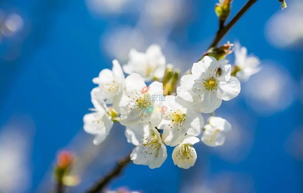 明日开幕！固安梨花文化旅游节来啦！庙会、花灯、美食...全都有6968 作者:峰华花园 帖子ID:195481 明日,开幕,固安,梨花,文化